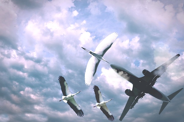 letadlo a labutě